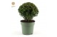 Buxus sempervirens bol 20cm 