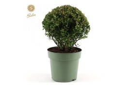 Buxus sempervirens bol 20cm