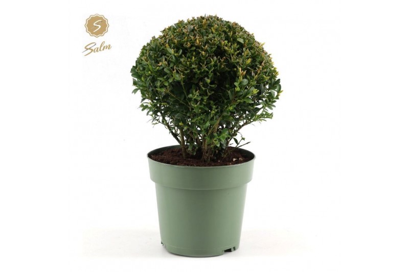 Buxus sempervirens bol 20cm 
