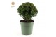 Buxus sempervirens bol 20cm 
