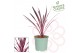 Cordyline Pink Passion 75 - 80 cm 1 pp 