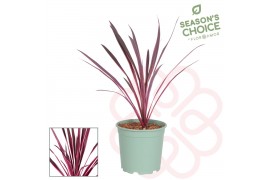 Cordyline Pink Passion 75 - 80 cm 1 pp