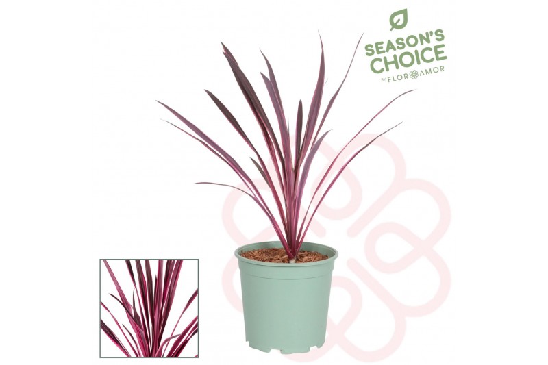 Cordyline Pink Passion 75 - 80 cm 1 pp 