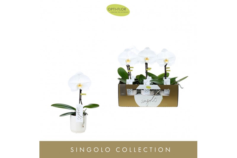 Phalaenopsis wit Singolo - Tosha - 1 bloem - Lazio White 