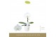 Phalaenopsis wit Singolo - Tosha - 1 bloem - Lazio White 