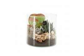 Arrangementen kamerplanten 31518: Maritiem arrangement 2 pp
