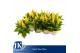 Celosia argentea plumosa grp kelos fire yellow 