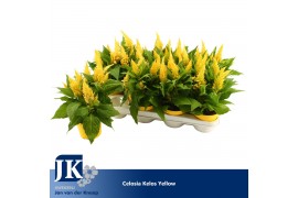 Celosia argentea plumosa grp kelos fire yellow