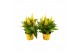 Celosia argentea plumosa grp kelos fire yellow 