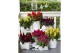 Celosia argentea plumosa grp kelos fire yellow 