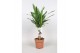 Yucca 30cm Enkel Stam - 2+ kop 