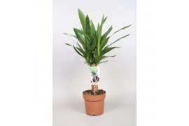 Yucca 30cm Enkel Stam - 2+ kop