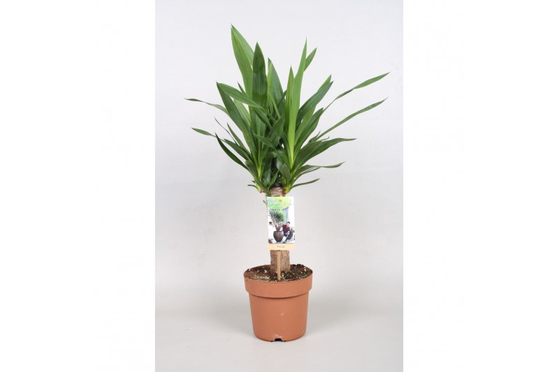 Yucca 30cm Enkel Stam - 2+ kop 
