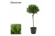 Laurus nobilis Bol op stam 40 cm diameter 