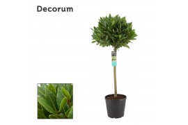 Laurus nobilis Bol op stam 40 cm diameter