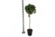 Laurus nobilis Bol op stam 40 cm diameter 