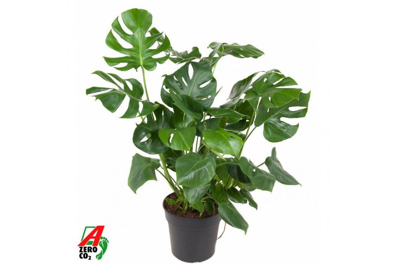 Monstera deliciosa 