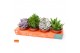 Succulenten mix SuPure® 