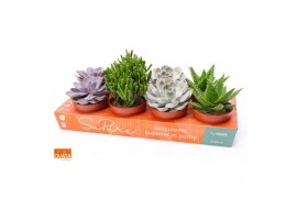 Succulenten mix SuPure®