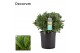 Laurus nobilis Bol zonder stam 45 cm diameter 