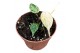 Philodendron florida ghost Philodendron Micans Marble Variegata 1 pp 