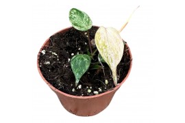 Philodendron florida ghost Philodendron Micans Marble Variegata 1 pp