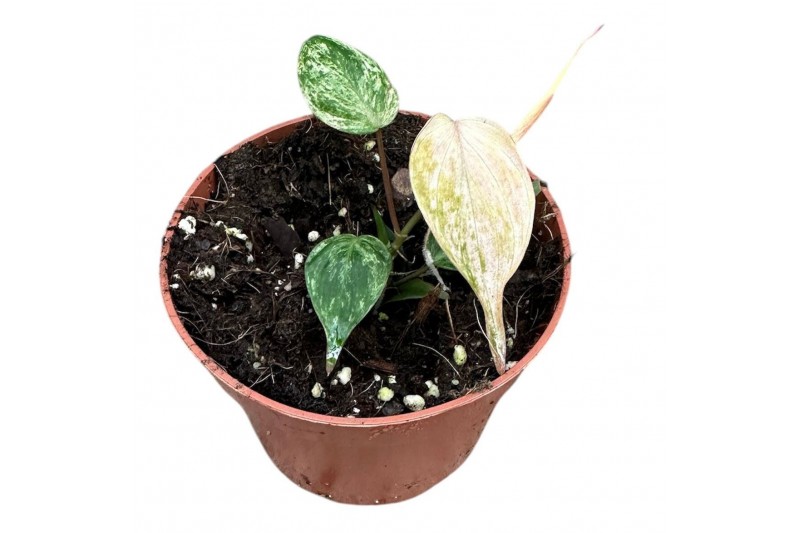 Philodendron florida ghost Philodendron Micans Marble Variegata 1 pp 