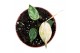 Philodendron florida ghost Philodendron Micans Marble Variegata 1 pp 