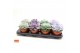 Echeveria mix 