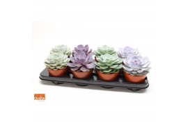 Echeveria mix