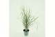 Calamagrostis acutiflora x overdam 