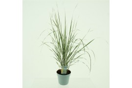 Calamagrostis acutiflora x overdam