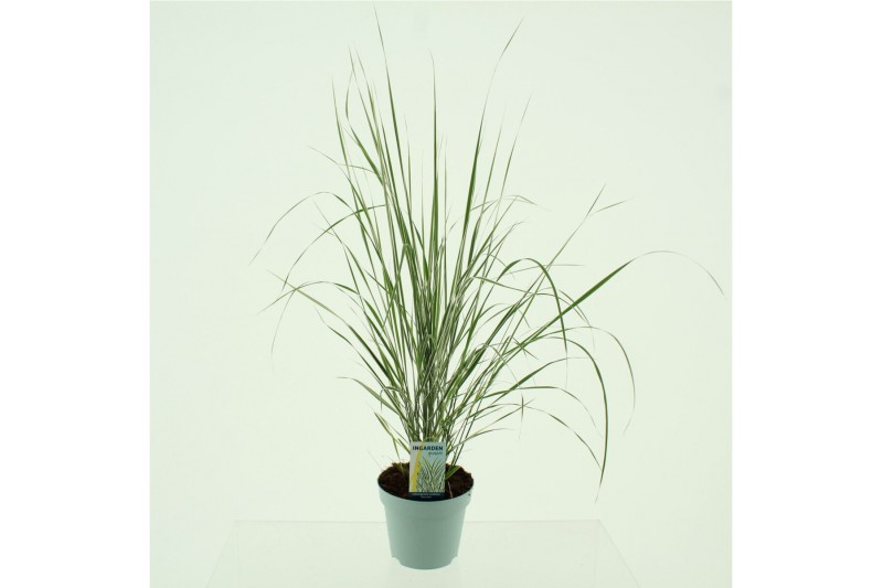 Calamagrostis acutiflora x overdam 