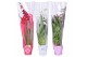 Orchidee mix 1 tak morelips valentine / womens day met rode, witte en  