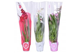 Orchidee mix 1 tak morelips valentine / womens day met rode, witte en 