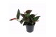 Syngonium overig Syngonium 