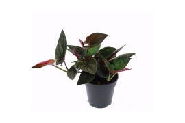 Syngonium overig Syngonium