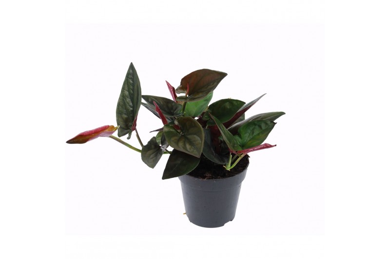 Syngonium overig Syngonium 