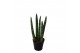 Sansevieria cylindrica spaghetti 