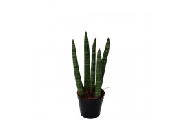 Sansevieria cylindrica spaghetti