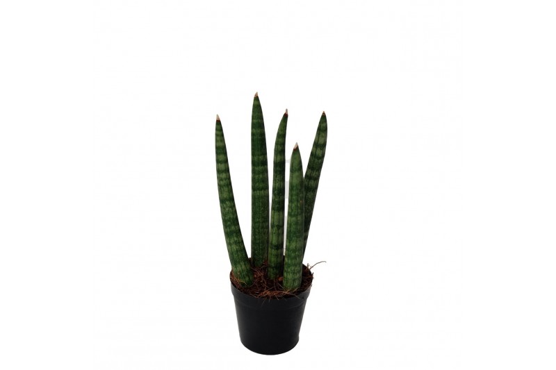 Sansevieria cylindrica spaghetti 