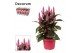 Celosia argentea merida pink decorum + hoes 