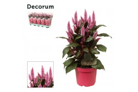 Celosia argentea merida pink decorum + hoes