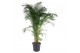Dypsis lutescens 