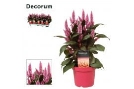 Celosia argentea merida pink decorum + etiket