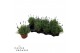 Lavandula angustifolia cleo-patio 