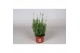 Lavandula angustifolia cleo-patio 