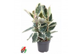 Ficus elastica tineke
