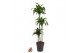 Dracaena fragr. compacta dorado 90-60-30 