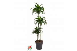 Dracaena fragr. compacta dorado 90-60-30